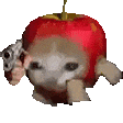 apple cat with gun